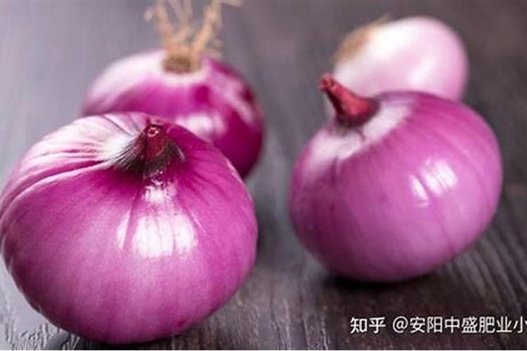 墨西哥铁树的养殖方法和注意事项