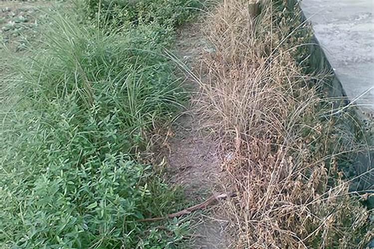 2甲草甘膦哪些作物不能用