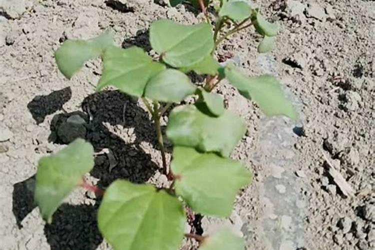 棉花种植技术 棉花如何高产管理