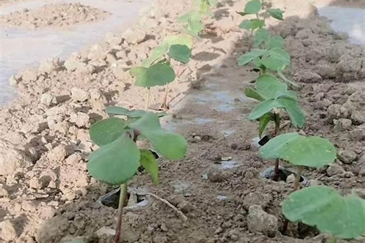 要想实现棉花优质高产,种植棉花过程中,要做好哪些管理工作？百度...
