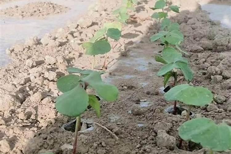 棉花种种了怎么打理