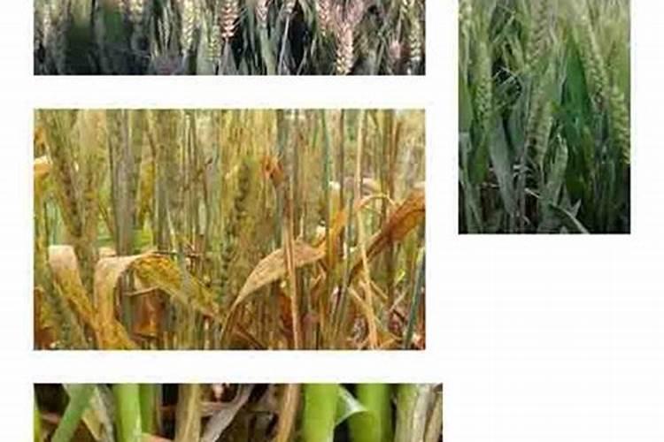 西瓜结果了需要施什么肥料
