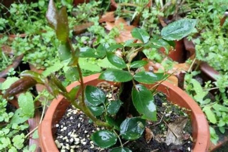 月季移栽多久施肥 月季移植后应当何时施肥？