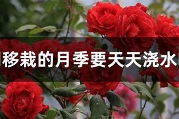 新移植的月季什么时候开始施肥