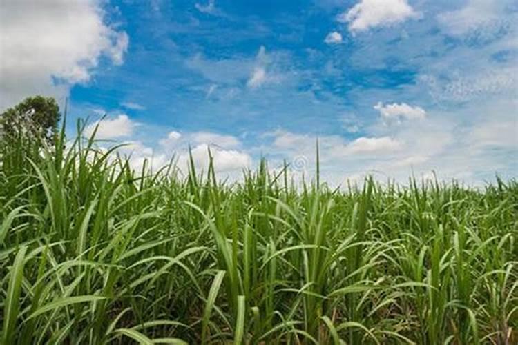 甘蔗怎么种才甜 甘蔗怎么种植才能更甜？
