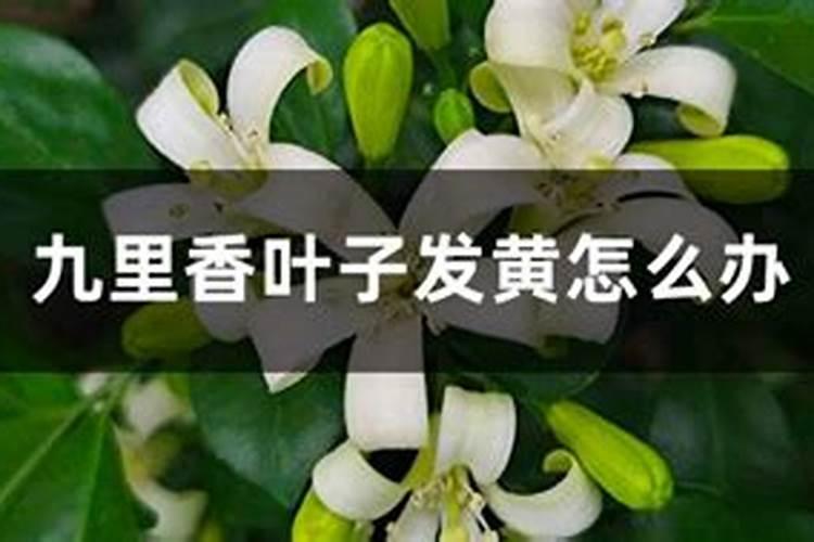 新买的九里香叶子有点发黄,一碰就掉,怎么回事？还没施过肥料。