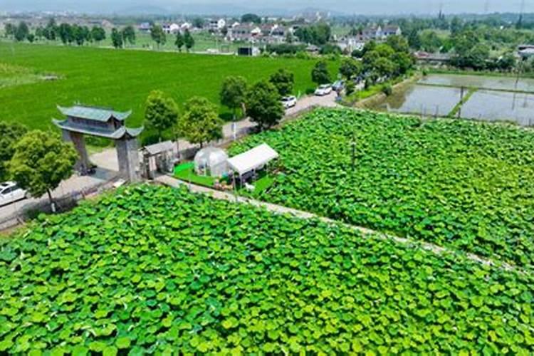 施用后要立即盖土浇水的氮肥是硝酸铵对吗