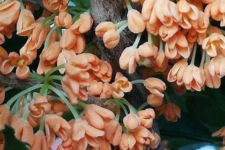 桂花能浇硫酸亚铁吗