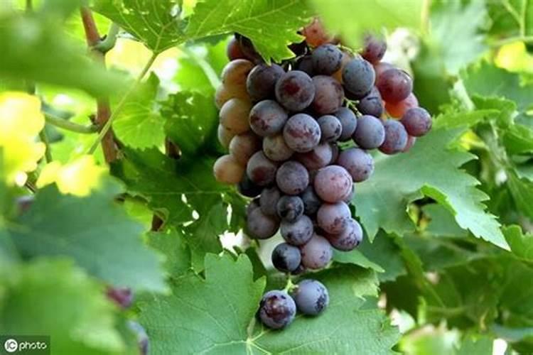 葡萄施肥时间和方法有哪些？？？