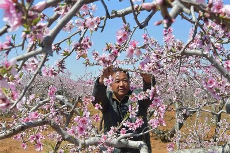 苹果树花期施肥方法