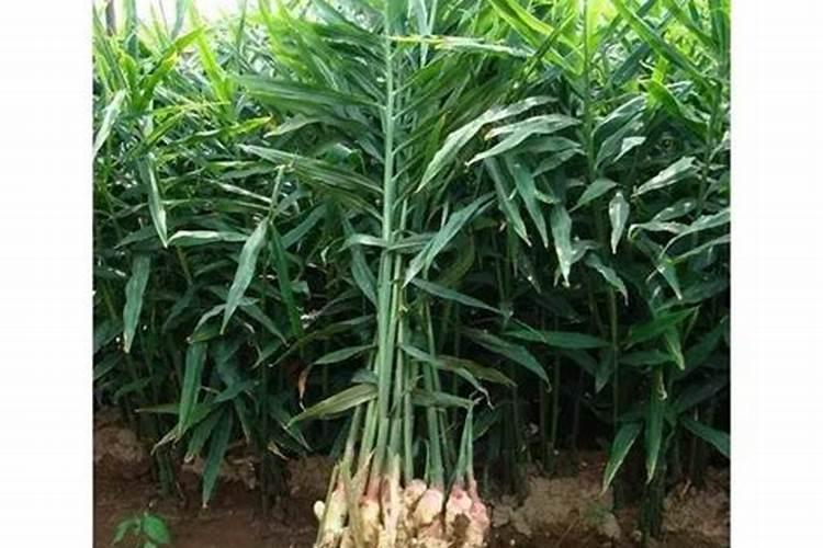 田植养482的种植效果怎么样？