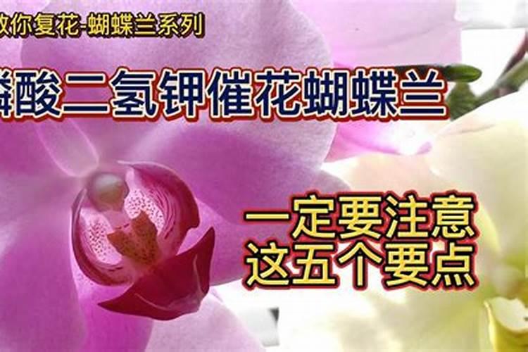 蝴蝶兰施肥用什么肥料好