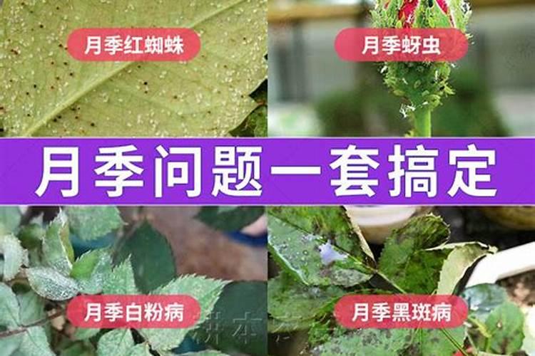 月桂怎么养长的好
