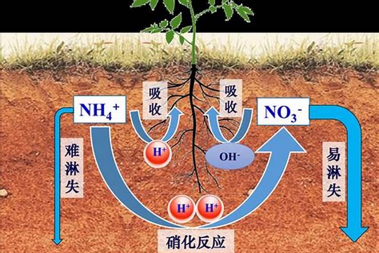桃树缺铁的原因是什么？该如何预防缺铁呢？