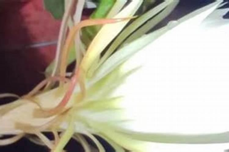 养昙花要用什么肥料