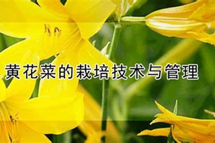黄花菜正确施肥方法