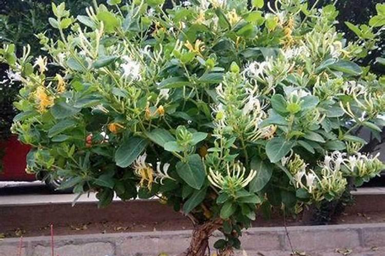 金银花如何延迟开花？