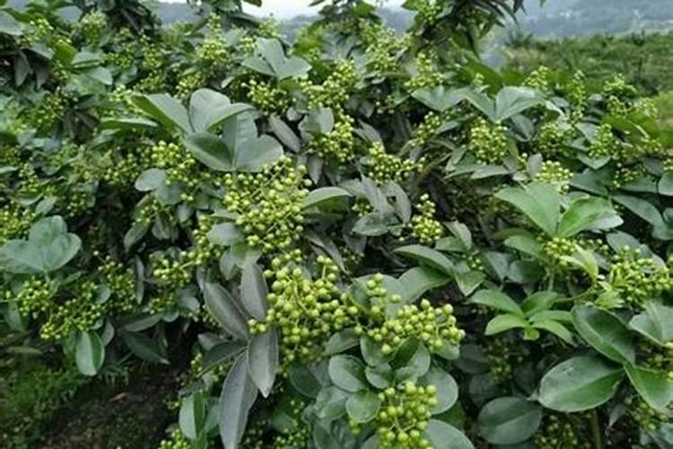 重庆江津地区地区的酒业青花椒每次用药的时候都可以用磷酸二氢钾吗...