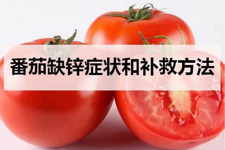 西红柿大棚种植注意事项
