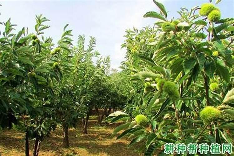 板栗树什么时候施肥施什么肥