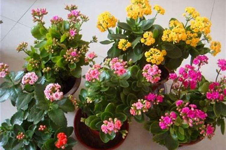 长寿花开花时能施肥吗 长寿花施肥技巧
