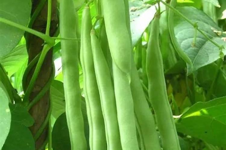 大棚架豆王开花管理