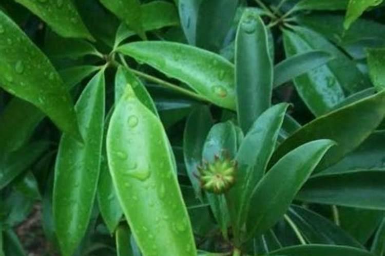 腐植酸水溶肥是什么肥料 腐植酸水溶肥料的作用有哪些