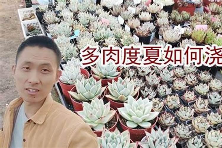 夏天多肉锦晃星如何养护叶片肥厚