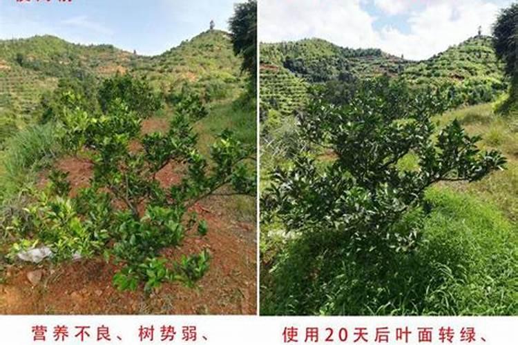 我们这买不到给栀子花用的硼镁肥,请问专家们可有什么能代替的吗？