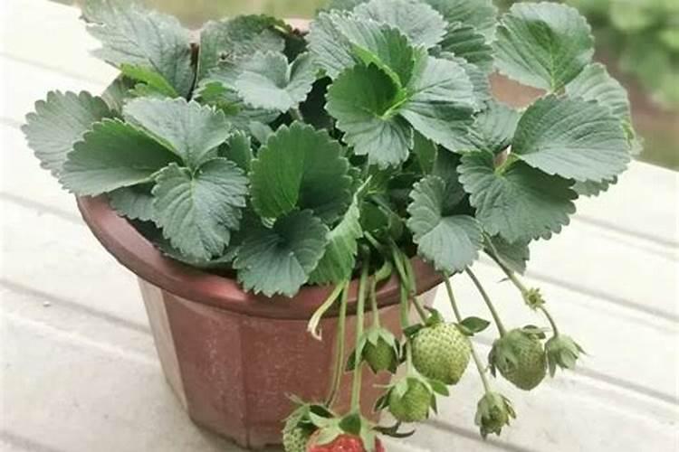大棚草莓种植多少天可以冲施肥料