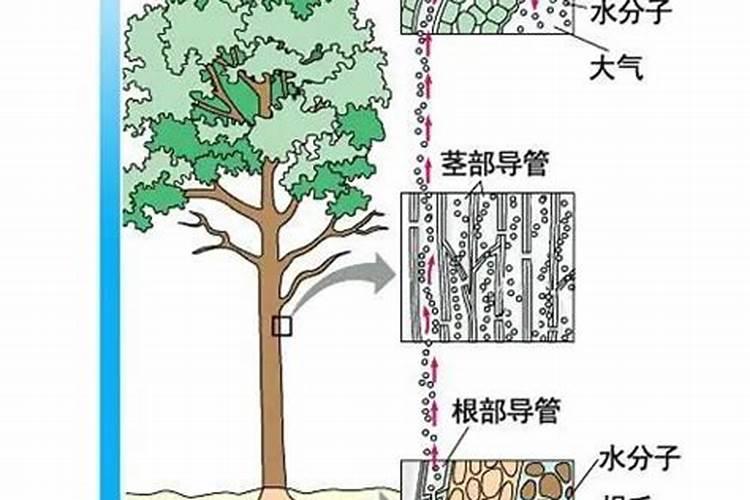 什么是鱼蛋白肥料,鱼蛋白肥料作用及使用方法