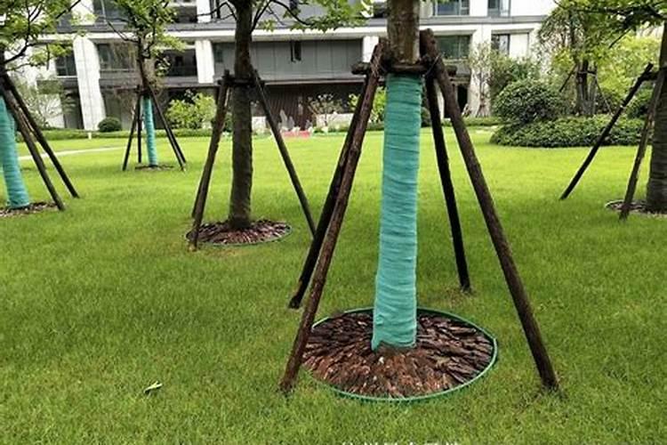 绿化树苗需要什么肥料快成长