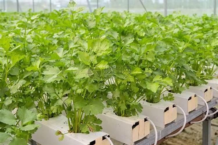 喷什么叶面肥芹菜长得快 喷施方法有哪些