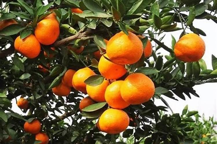 磷肥可以兑水浇花吗
