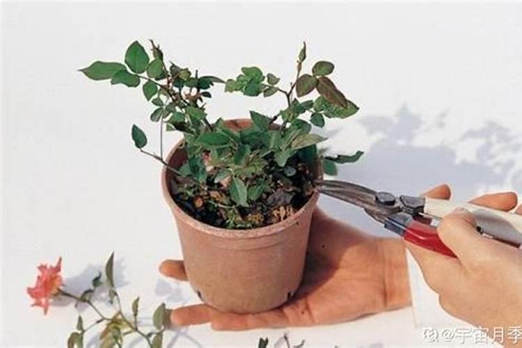 修过根的植物可以马上用磷酸二氢钾护根么？