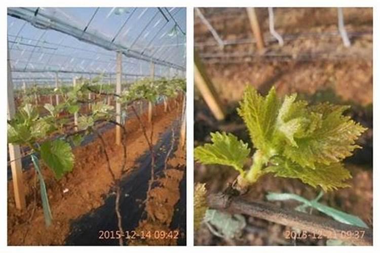 开花期施什么肥