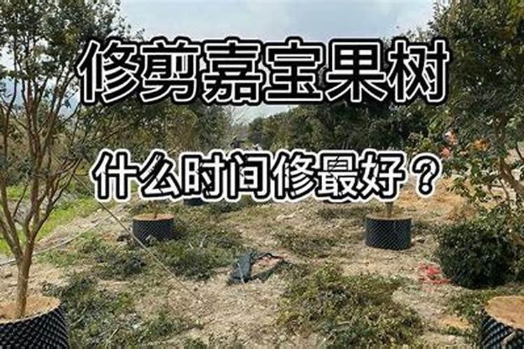 夏天如何种嘉宝果树苗