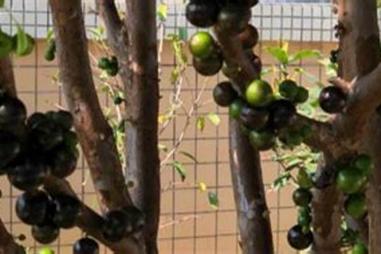嘉宝果树种植方法 嘉宝果树如何种植