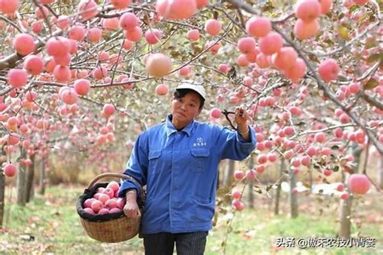 红星苹果一年上几次肥分别是什么时间谢谢老师