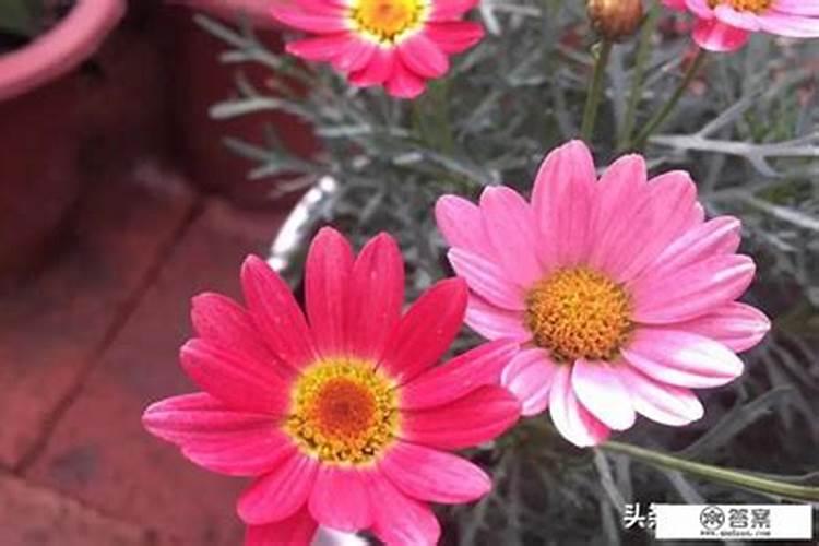 玉米需要多少氮磷钾肥