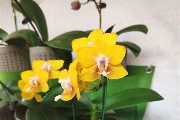 蝴蝶兰刚长花芽可以施肥吗 蝴蝶兰刚长花芽能施肥吗