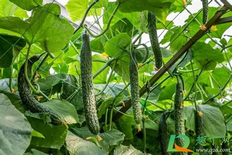黄瓜什么时候用高钾肥料 怎么施肥提高产量