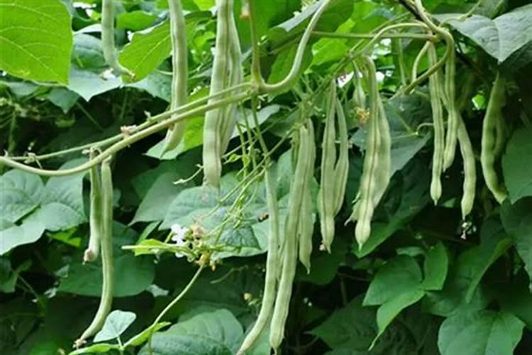 这两种药打油豆角怎么样？