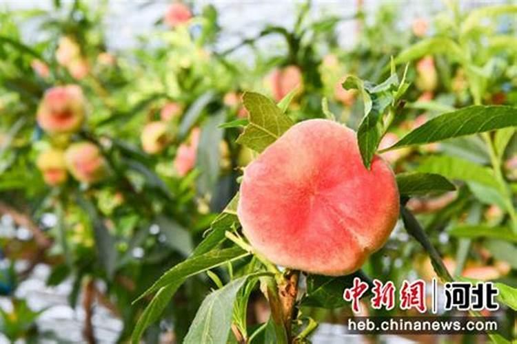 油蟠桃裂果严重怎么办