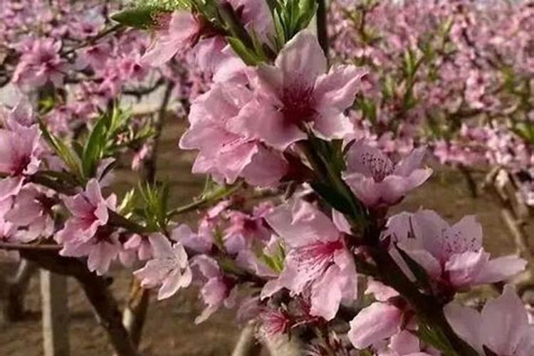 怎样让桃子长的大又好看