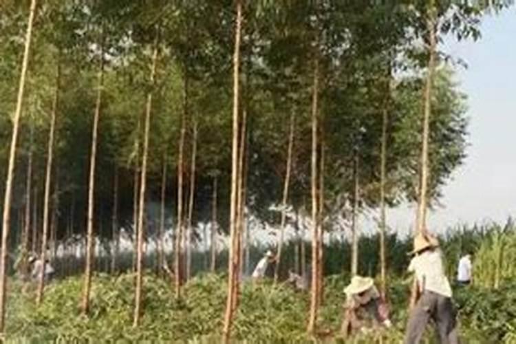 桉树施肥的正确方法