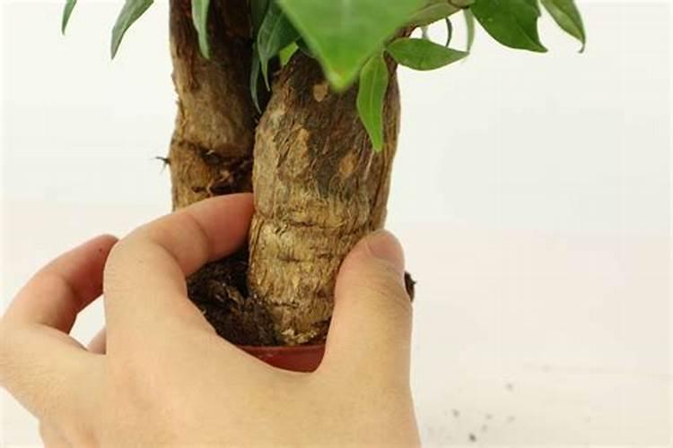 全水溶性肥料到底好在哪