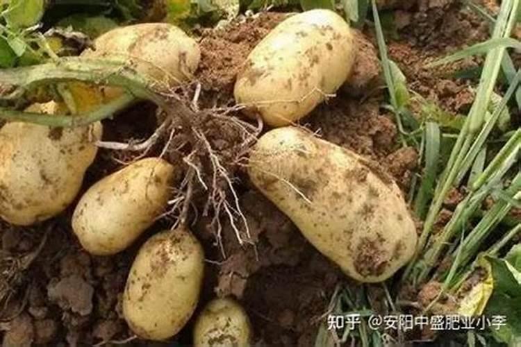 马铃薯施什么钙肥好？