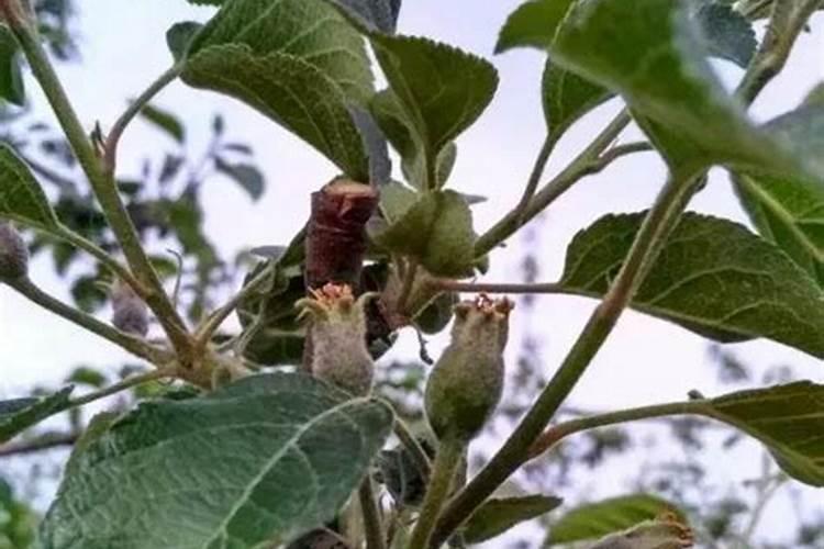 苹果树花期施肥方法