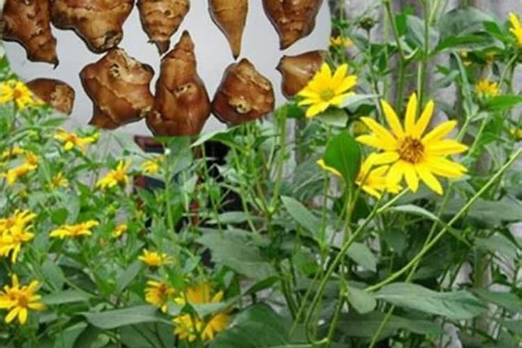 洋姜的种植技术有哪些